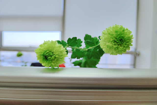 春來(lái)花開(kāi)1.jpg