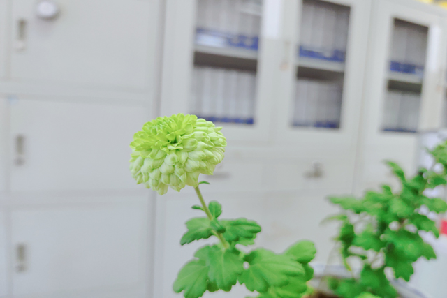 春來(lái)花開(kāi)2.jpg